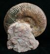 Pseudogrammoceras Ammonite - France #4333-1